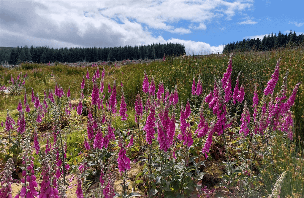 dark pink flower, blue sky, calmnes, spring, grass